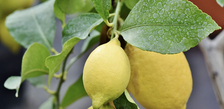 Limon Ağacı Yaprakları Yapış Yapış Neden?