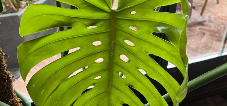 Monstera deliciosa bakımı