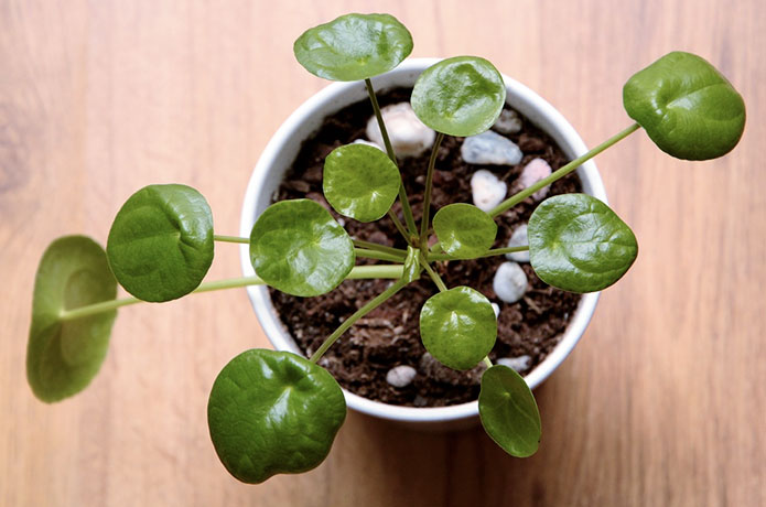 Pilea peperomioides hakkında kısa bilgiler