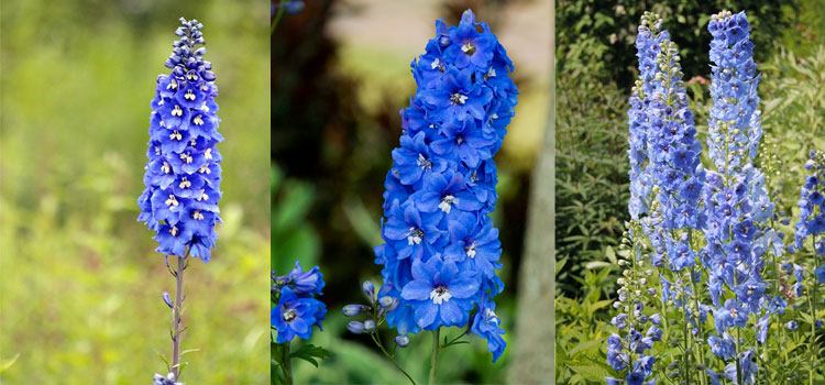 Temmuz Ayı Çiçekleri: Delphinium (Hezaren) İle İlgili İlginç Bilgiler