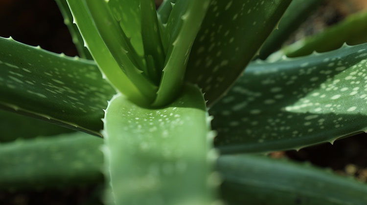 Aloe vera yaprak boşalması neden olur?